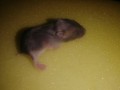 hamsters-anoes-campbelli-small-2