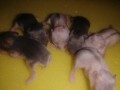 hamsters-anoes-campbelli-small-3