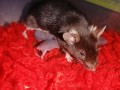 ratinhos-camudongos-small-3
