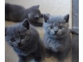 gatinhos-de-pelo-curto-britanico-cinza-para-voce-small-0