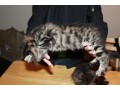 gatos-siberianos-machos-e-femeas-com-rosetas-deslumbrantes-small-0