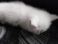gato-british-shorthair-de-pelo-branco-small-0