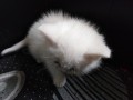 gato-british-shorthair-de-pelo-branco-small-1