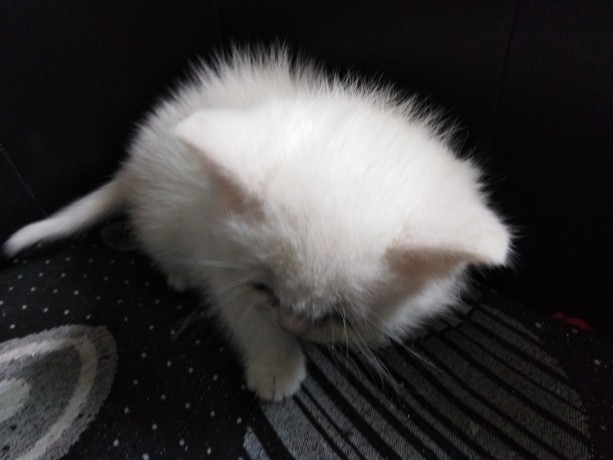 gato-british-shorthair-de-pelo-branco-big-1