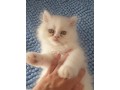 gatinho-persa-branco-small-1