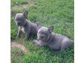 bulldog-frances-azul-com-2-meses-small-2