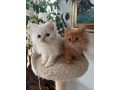 adoraveis-gatinhos-persas-de-12-semanas-disponiveis-small-0