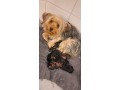 yorkshire-terrier-bebes-small-0