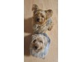 yorkshire-terrier-bebes-small-1