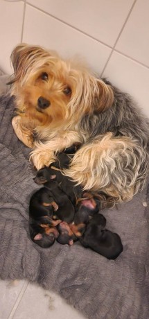 yorkshire-terrier-bebes-big-0