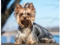 yorkshire-terrier-small-1