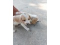 beagles-tricolores-e-bicolores-small-3